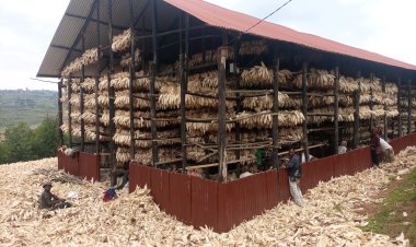 Kamonyi : Guhuza  ubutaka  byongereye umusaruro  w'ibigori  wiyongera.