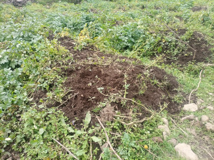 Musanze: Residents of Volcanoes National Park worry about buffaloes destroying their crops